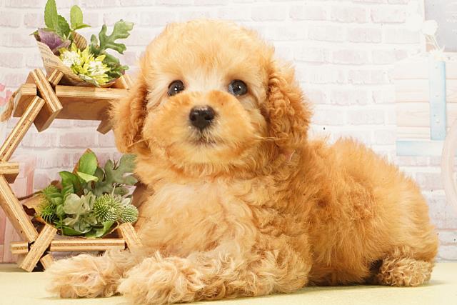 東京都のトイプードル(トイ) (Coo&RIKU足立本店/2026年2月23日生まれ/女の子/ペールフォーン)の子犬の3枚目の画像