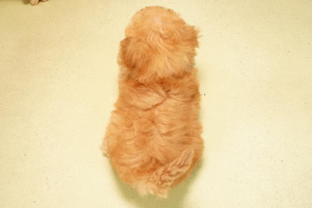 東京都のトイプードル(トイ) (Coo&RIKU足立本店/2026年2月23日生まれ/女の子/ペールフォーン)の子犬の4枚目の画像