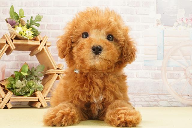 岐阜県のトイプードル(トイ) (Coo&RIKU岐南店/2026年2月23日生まれ/男の子/ペールフォーン)の子犬の1枚目の画像