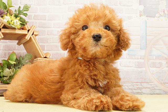 岐阜県のトイプードル(トイ) (Coo&RIKU岐南店/2026年2月23日生まれ/男の子/ペールフォーン)の子犬の2枚目の画像