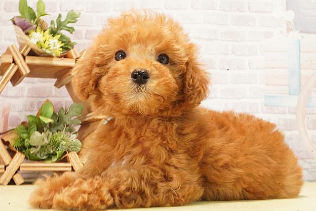 岐阜県のトイプードル(トイ) (Coo&RIKU岐南店/2026年2月23日生まれ/男の子/ペールフォーン)の子犬の3枚目の画像