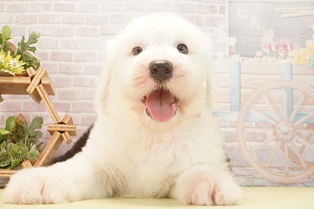 岐阜県のオールドイングリッシュシープドッグ (Coo&RIKU岐南店/2026年2月25日生まれ/女の子/グレーホワイト)の子犬の1枚目の画像