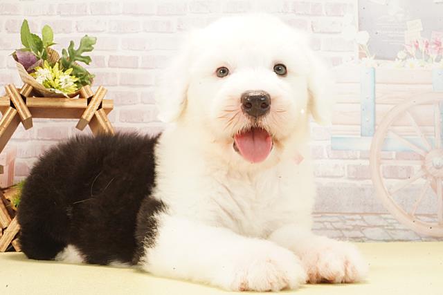 岐阜県のオールドイングリッシュシープドッグ (Coo&RIKU岐南店/2026年2月25日生まれ/女の子/グレーホワイト)の子犬の2枚目の画像