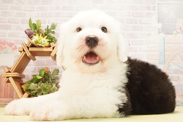 岐阜県のオールドイングリッシュシープドッグ (Coo&RIKU岐南店/2026年2月25日生まれ/女の子/グレーホワイト)の子犬の3枚目の画像