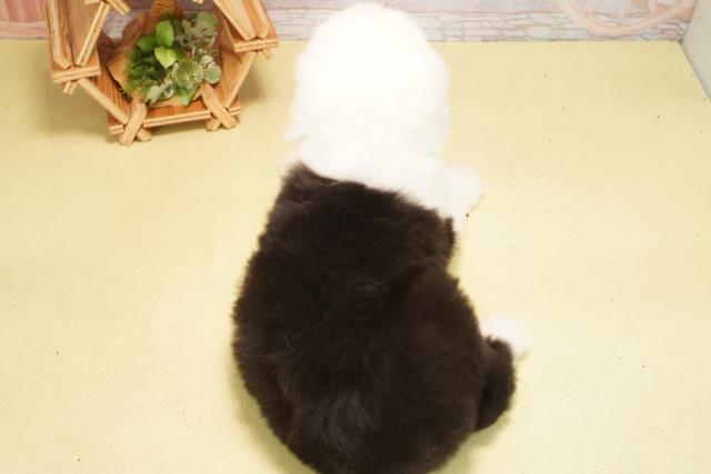 岐阜県のオールドイングリッシュシープドッグ (Coo&RIKU岐南店/2026年2月25日生まれ/女の子/グレーホワイト)の子犬の4枚目の画像