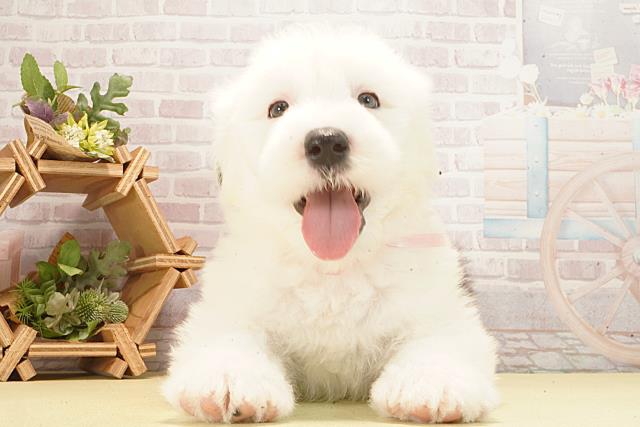 栃木県のオールドイングリッシュシープドッグ (Coo&RIKU宇都宮店/2026年2月24日生まれ/女の子/グレーホワイト)の子犬の1枚目の画像