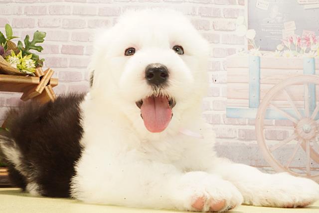 栃木県のオールドイングリッシュシープドッグ (Coo&RIKU宇都宮店/2026年2月24日生まれ/女の子/グレーホワイト)の子犬の2枚目の画像