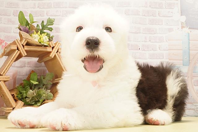 栃木県のオールドイングリッシュシープドッグ (Coo&RIKU宇都宮店/2026年2月24日生まれ/女の子/グレーホワイト)の子犬の3枚目の画像