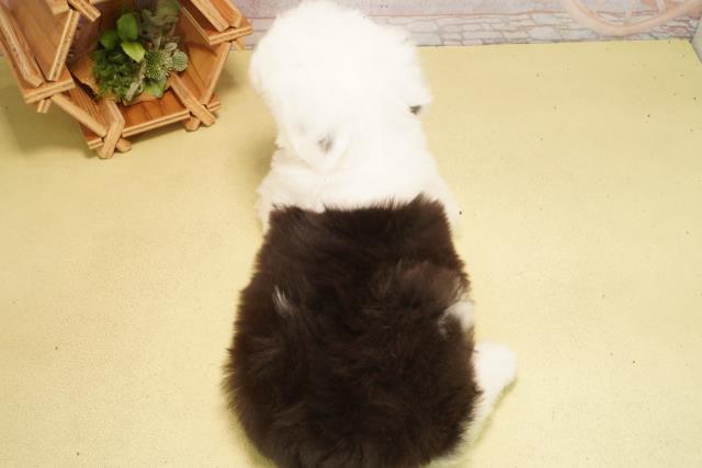 栃木県のオールドイングリッシュシープドッグ (Coo&RIKU宇都宮店/2026年2月24日生まれ/女の子/グレーホワイト)の子犬の4枚目の画像