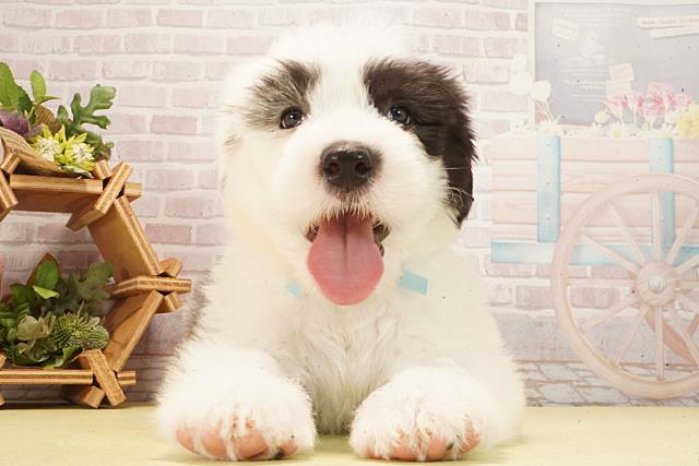 愛知県のオールドイングリッシュシープドッグ (Coo&RIKU東海一宮店/2026年2月24日生まれ/男の子/グレーホワイト)の子犬の1枚目の画像