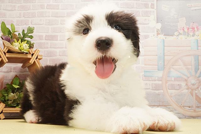 愛知県のオールドイングリッシュシープドッグ (Coo&RIKU東海一宮店/2026年2月24日生まれ/男の子/グレーホワイト)の子犬の2枚目の画像