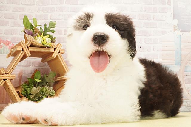 愛知県のオールドイングリッシュシープドッグ (Coo&RIKU東海一宮店/2026年2月24日生まれ/男の子/グレーホワイト)の子犬の3枚目の画像