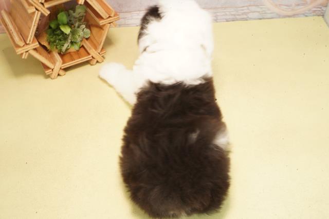 愛知県のオールドイングリッシュシープドッグ (Coo&RIKU東海一宮店/2026年2月24日生まれ/男の子/グレーホワイト)の子犬の4枚目の画像