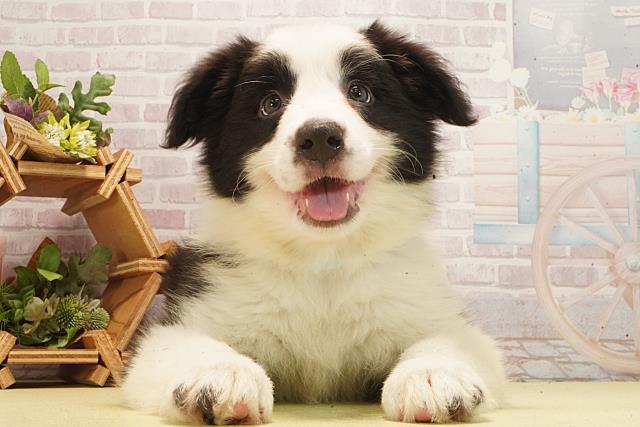 神奈川県のボーダーコリー (Coo&RIKU横須賀店/2026年2月22日生まれ/男の子/ブラックホワイト)の子犬の1枚目の画像