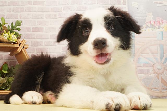 神奈川県のボーダーコリー (Coo&RIKU横須賀店/2026年2月22日生まれ/男の子/ブラックホワイト)の子犬の2枚目の画像