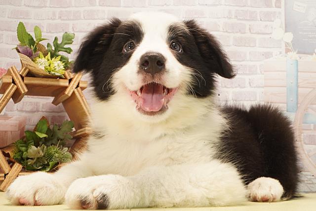 神奈川県のボーダーコリー (Coo&RIKU横須賀店/2026年2月22日生まれ/男の子/ブラックホワイト)の子犬の3枚目の画像