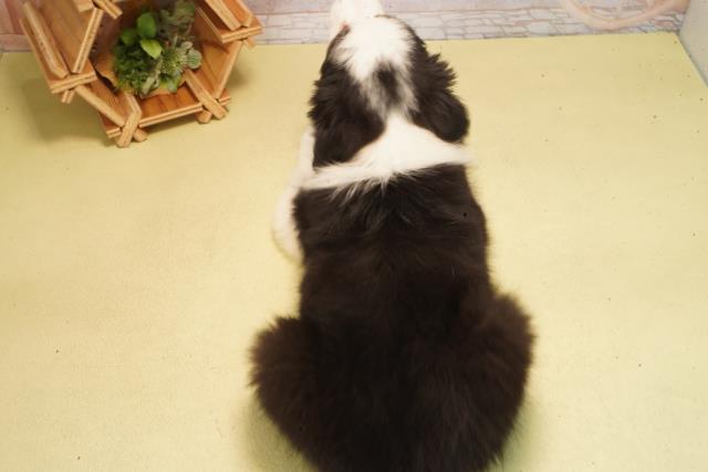 神奈川県のボーダーコリー (Coo&RIKU横須賀店/2026年2月22日生まれ/男の子/ブラックホワイト)の子犬の4枚目の画像