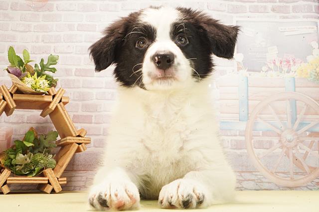 ボーダーコリー