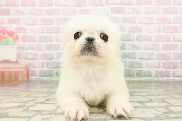 山梨県のペキニーズ (Coo&RIKU甲府昭和通り店/2026年2月24日生まれ/男の子/ホワイト)の子犬の1枚目の画像