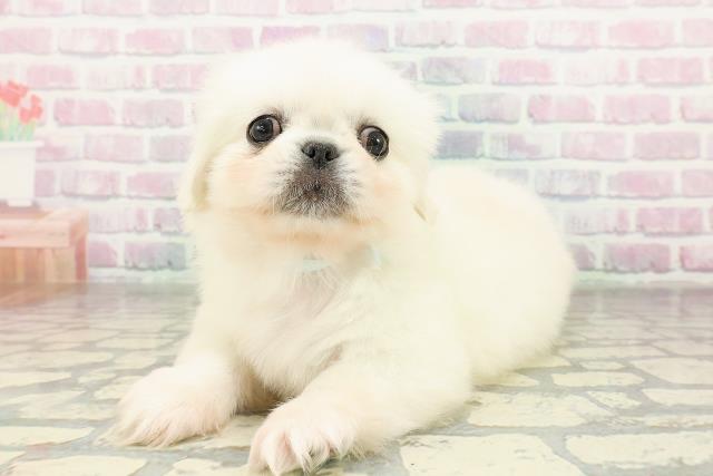 山梨県のペキニーズ (Coo&RIKU甲府昭和通り店/2026年2月24日生まれ/男の子/ホワイト)の子犬の2枚目の画像