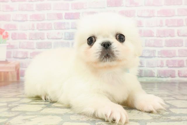 山梨県のペキニーズ (Coo&RIKU甲府昭和通り店/2026年2月24日生まれ/男の子/ホワイト)の子犬の3枚目の画像