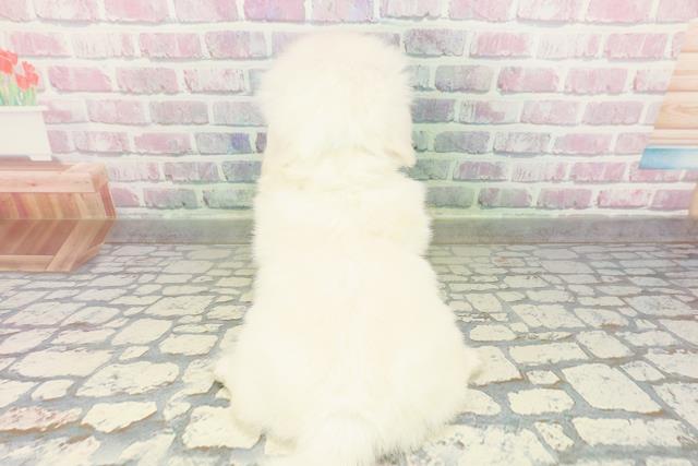 山梨県のペキニーズ (Coo&RIKU甲府昭和通り店/2026年2月24日生まれ/男の子/ホワイト)の子犬の4枚目の画像