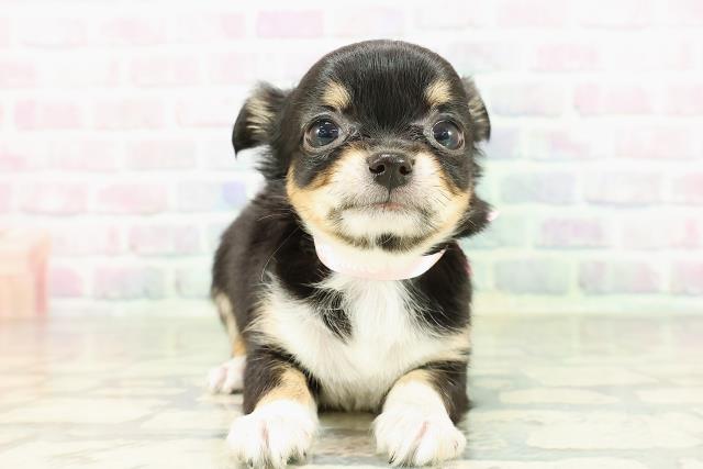 東京都のチワワ(ロング) (Coo&RIKU立川店/2026年2月26日生まれ/女の子/ブラックタンホワイト)の子犬