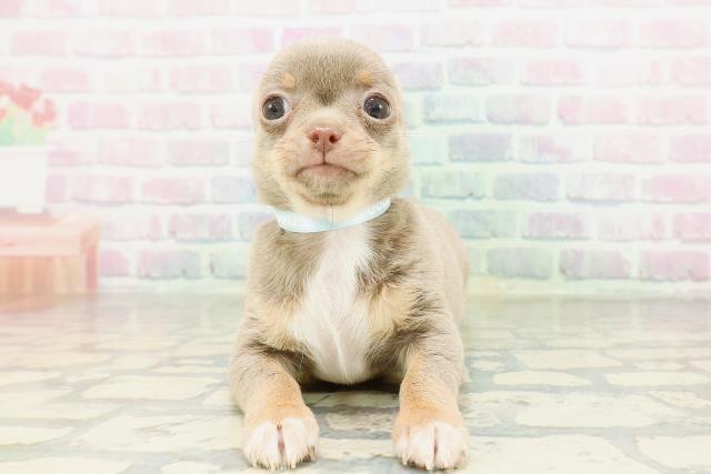 東京都のチワワ(スムース) (Coo&RIKU新宿三丁目店/2026年2月24日生まれ/男の子/イザベラタンホワイト)の子犬の1枚目の画像