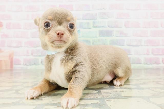 東京都のチワワ(スムース) (Coo&RIKU新宿三丁目店/2026年2月24日生まれ/男の子/イザベラタンホワイト)の子犬の2枚目の画像