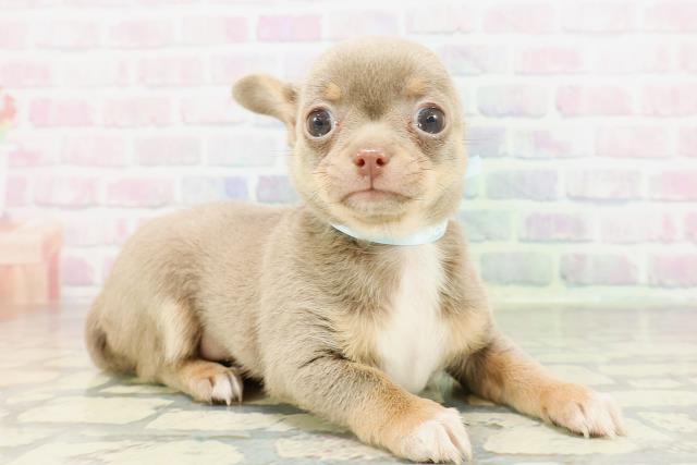 東京都のチワワ(スムース) (Coo&RIKU新宿三丁目店/2026年2月24日生まれ/男の子/イザベラタンホワイト)の子犬の3枚目の画像