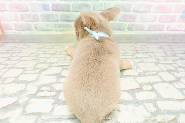 東京都のチワワ(スムース) (Coo&RIKU新宿三丁目店/2026年2月24日生まれ/男の子/イザベラタンホワイト)の子犬の4枚目の画像