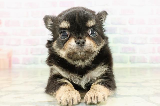 東京都のチワワ(ロング) (Coo&RIKU武蔵小山店/2026年2月25日生まれ/女の子/ブラックタンホワイト)の子犬の1枚目の画像