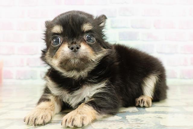 東京都のチワワ(ロング) (Coo&RIKU武蔵小山店/2026年2月25日生まれ/女の子/ブラックタンホワイト)の子犬の2枚目の画像