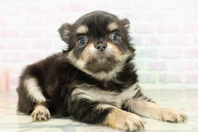 東京都のチワワ(ロング) (Coo&RIKU武蔵小山店/2026年2月25日生まれ/女の子/ブラックタンホワイト)の子犬の3枚目の画像