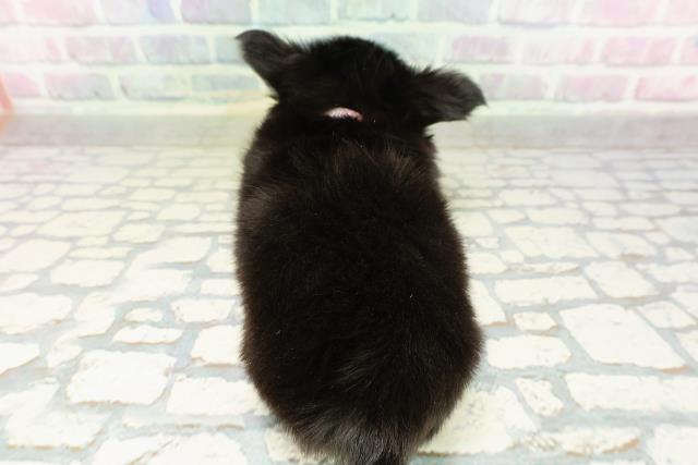 東京都のチワワ(ロング) (Coo&RIKU武蔵小山店/2026年2月25日生まれ/女の子/ブラックタンホワイト)の子犬の4枚目の画像