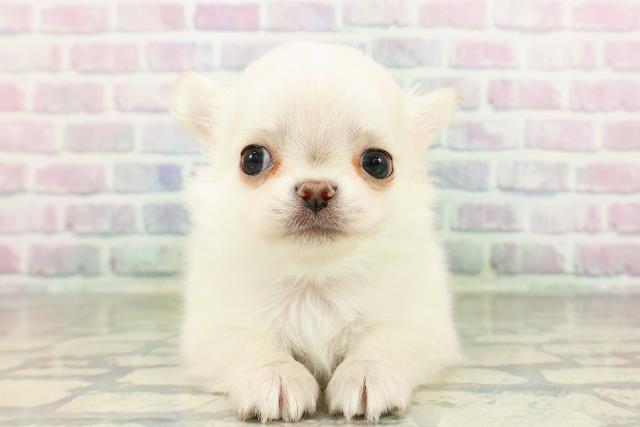東京都のチワワ(ロング) (Coo&RIKU秋葉原店/2026年2月25日生まれ/男の子/クリーム)の子犬の1枚目の画像