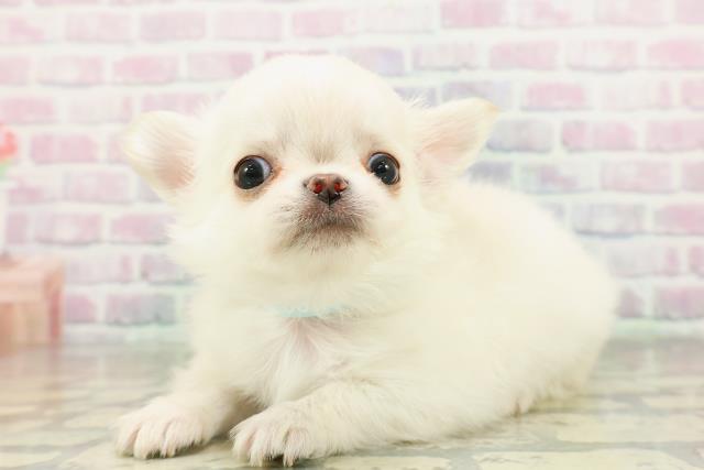 東京都のチワワ(ロング) (Coo&RIKU秋葉原店/2026年2月25日生まれ/男の子/クリーム)の子犬の2枚目の画像