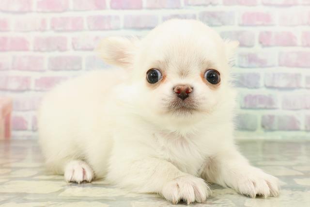 東京都のチワワ(ロング) (Coo&RIKU秋葉原店/2026年2月25日生まれ/男の子/クリーム)の子犬の3枚目の画像