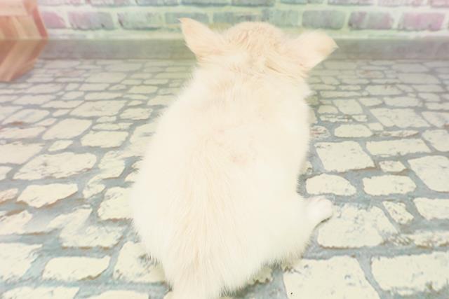 東京都のチワワ(ロング) (Coo&RIKU秋葉原店/2026年2月25日生まれ/男の子/クリーム)の子犬の4枚目の画像