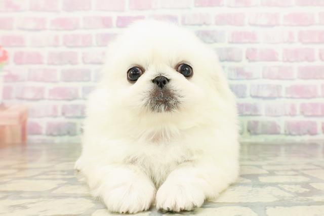東京都のペキニーズ (Coo&RIKU新宿三丁目店/2026年2月26日生まれ/男の子/ホワイト)の子犬の1枚目の画像