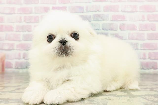 東京都のペキニーズ (Coo&RIKU新宿三丁目店/2026年2月26日生まれ/男の子/ホワイト)の子犬の2枚目の画像