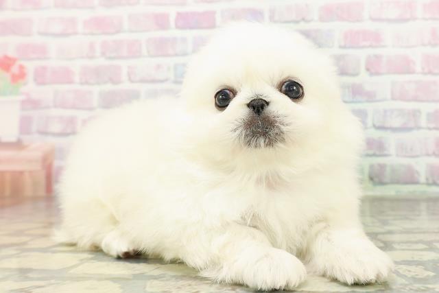 東京都のペキニーズ (Coo&RIKU新宿三丁目店/2026年2月26日生まれ/男の子/ホワイト)の子犬の3枚目の画像