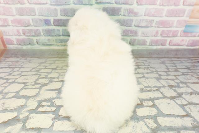 東京都のペキニーズ (Coo&RIKU新宿三丁目店/2026年2月26日生まれ/男の子/ホワイト)の子犬の4枚目の画像