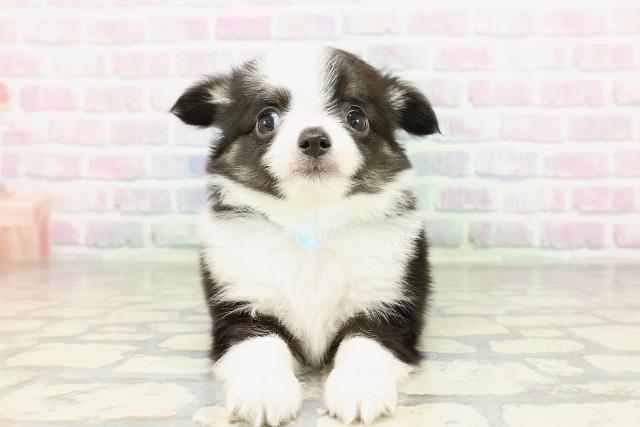 東京都のチワワ(ロング) (Coo&RIKU江戸川店/2026年2月26日生まれ/男の子/ブラックホワイト)の子犬