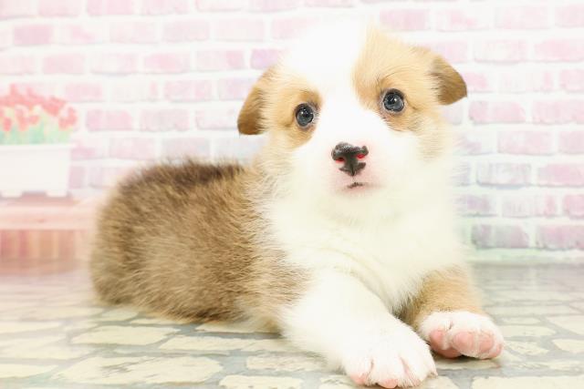 神奈川県のウェルシュコーギーペンブローク (Coo&RIKU相模原店/2026年2月24日生まれ/男の子/レッドホワイト)の子犬の3枚目の画像