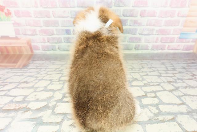 神奈川県のウェルシュコーギーペンブローク (Coo&RIKU相模原店/2026年2月24日生まれ/男の子/レッドホワイト)の子犬の4枚目の画像