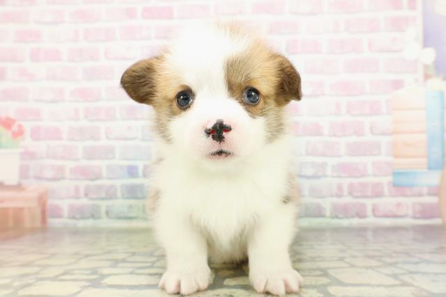 ウェルシュ・コーギー・ペンブローク