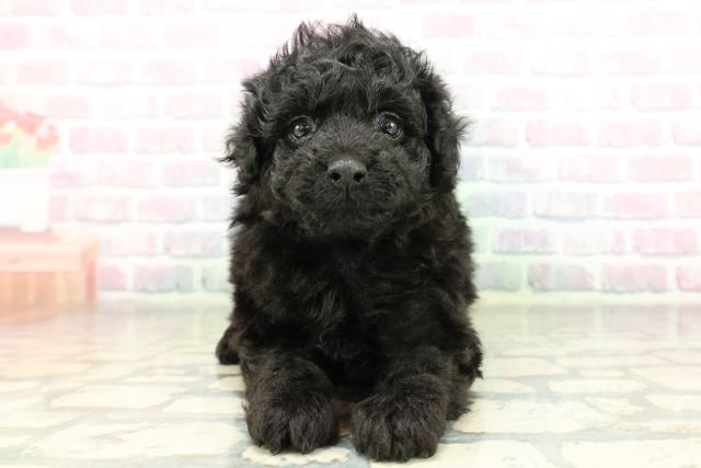 神奈川県のトイプードル(トイ) (Coo&RIKU相模原店/2026年2月23日生まれ/女の子/ブラック)の子犬の1枚目の画像