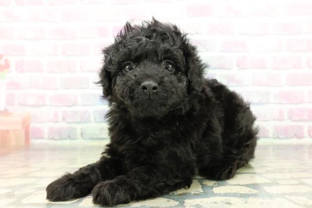 神奈川県のトイプードル(トイ) (Coo&RIKU相模原店/2026年2月23日生まれ/女の子/ブラック)の子犬の2枚目の画像