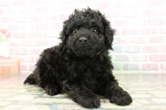 神奈川県のトイプードル(トイ) (Coo&RIKU相模原店/2026年2月23日生まれ/女の子/ブラック)の子犬の3枚目の画像